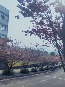 墨清缘定