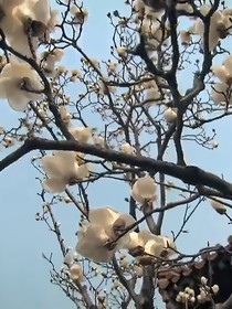 淮水竹亭：纯正