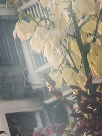 背刺之人