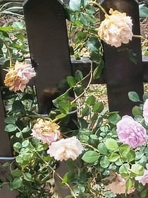 石头啊
