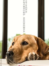 神犬小七：媛森之夢