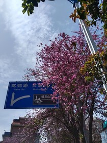 凌晨的海棠