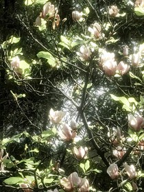 逾期春日
