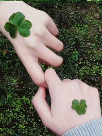 一片四叶草
