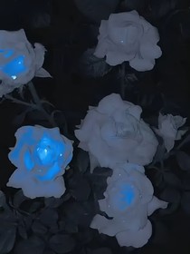 韓娛：白玫瑰日記