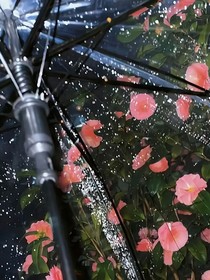 烟雨相念