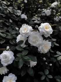 北風(fēng)再起