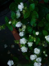 22x：荒野茉莉