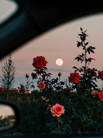 我拿青春來愛你