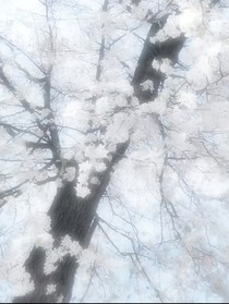 冬眠的国王
