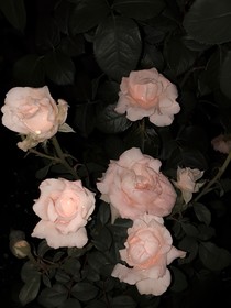 BTS：華筵之章