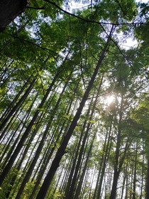 知鸣怀夏