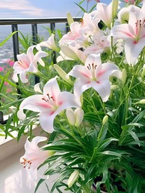 百合花（短篇合集）