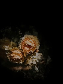 嘿嘿！想死沒門兒