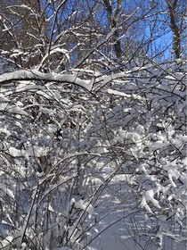 雪在成为水之前