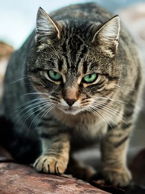 猫武士自编小说——魂魄高鸣