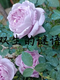 双生的谜语