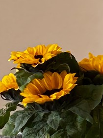 给爹磕一个（ch）