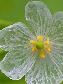 小花仙之奇跡山荷葉