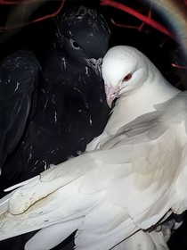 劳蓝：欺骗