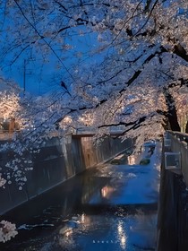神印，向阳而生，枯木也逢春