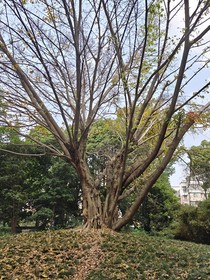 混沌说