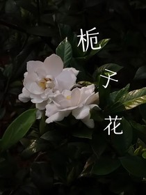 雨天的梔子花