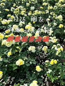 1226……朋友