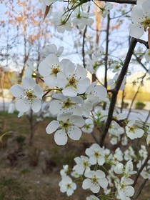 凋謝的花i