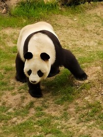 中国国家熊猫