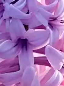 贝者芸