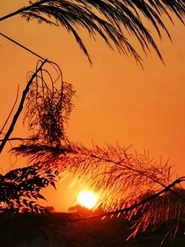 秋穗歲榮