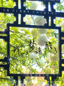 我的梦该醒了