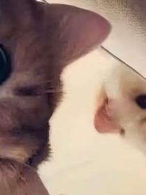 Rose玫瑰与爱