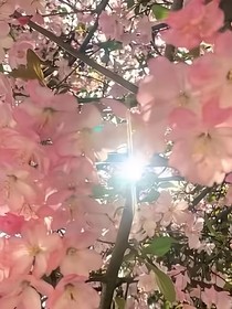 一梦繁花