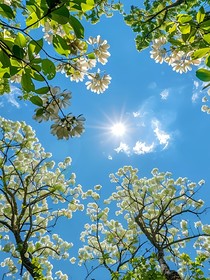半夏无终章