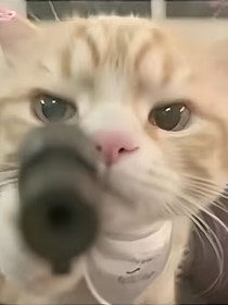 暗杀学者：狼人杀