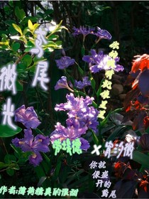 鸢尾微光