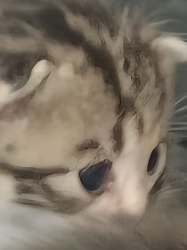 逆鱗之契