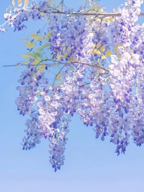 精灵族刊