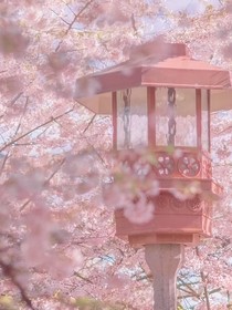 美食家的樱花审判