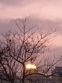 秋雨浸落花