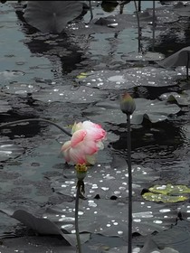 孤戏淮泪锁忠恒