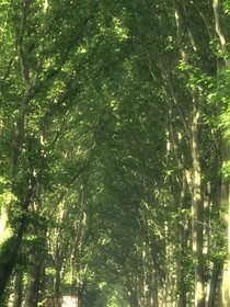 盛夏晚晴天光