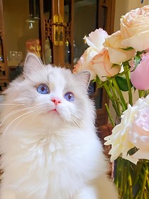 猫喵公寓