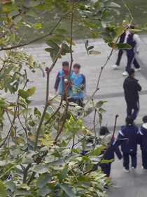 灵枢谣