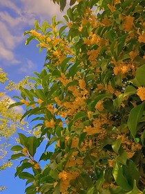 桂花樹下的我們……