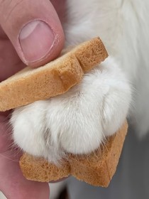 自创角色小短文
