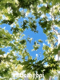 夏月青柠