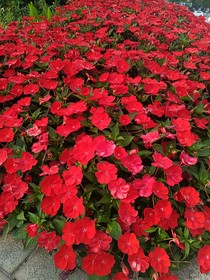 我的暗恋，你知道吗……